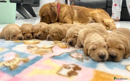 Golden Retriever dogs for sale: Litter of 8 (2 males & 2 females available) - Image 7
