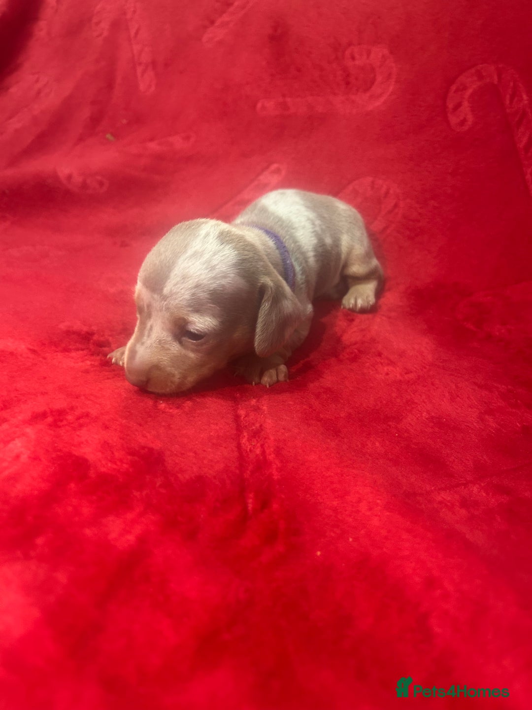 Miniature Dachshund dogs for sale: Isabella dapple Miniature dachshund  - Advert 10