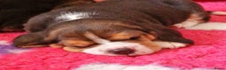 Beagle dogs for sale: KC Registered Beagles - Advert 1