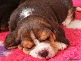 Beagle dogs KC Registered Beagles - Advert 2