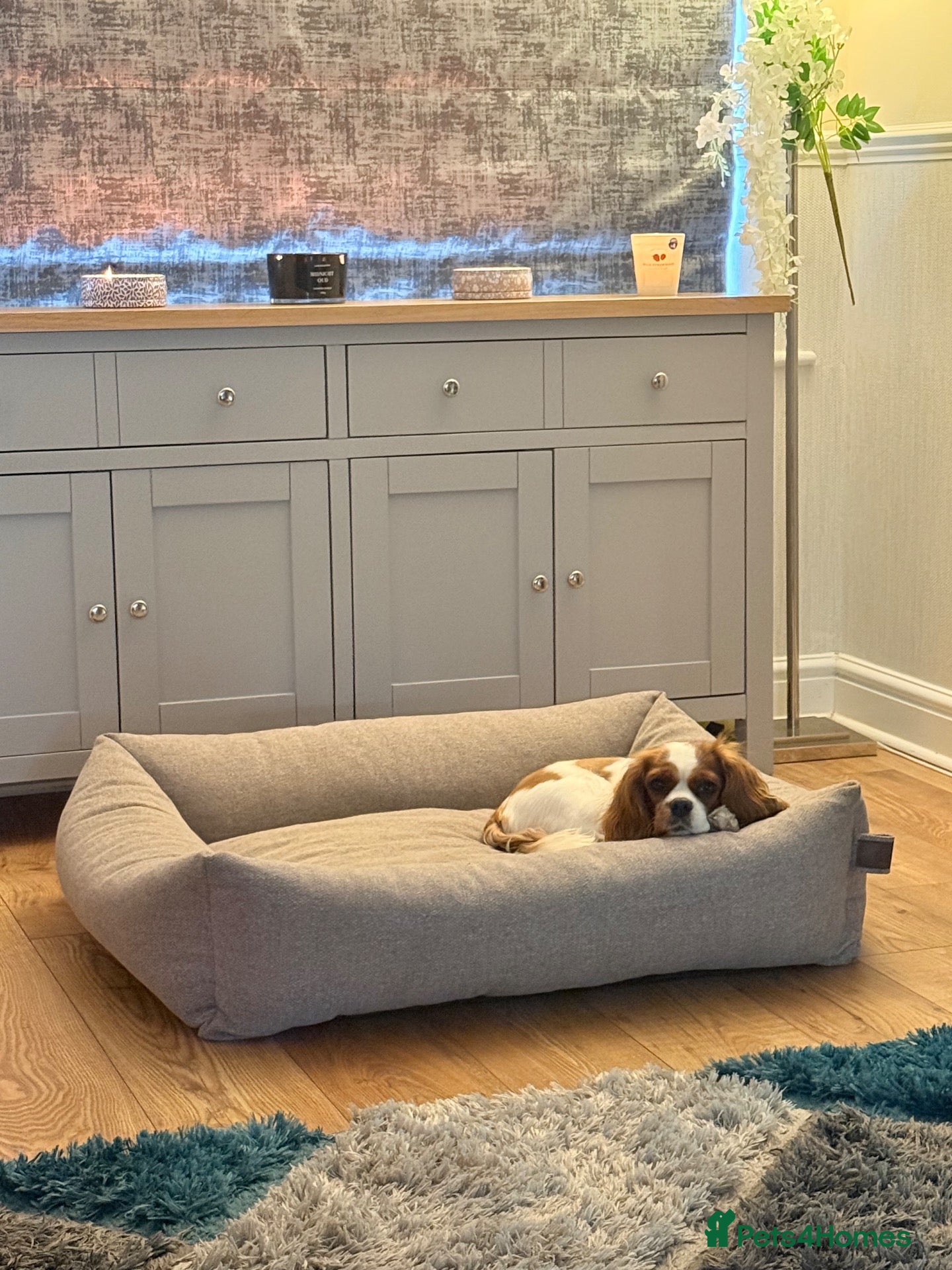 Cavalier King Charles Spaniel dogs King Charles Cavalier Puppies -  - Advert 9