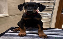 Dobermann dogs for sale: Top Quality Dobermann Puppies - Image 5