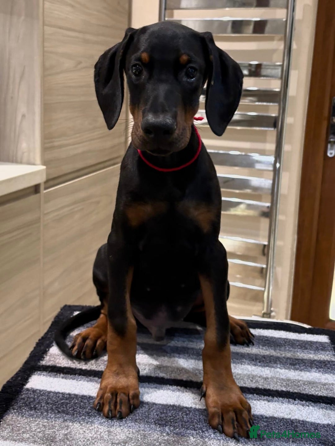 Dobermann dogs for sale: Top Quality Dobermann Puppies - Image 5