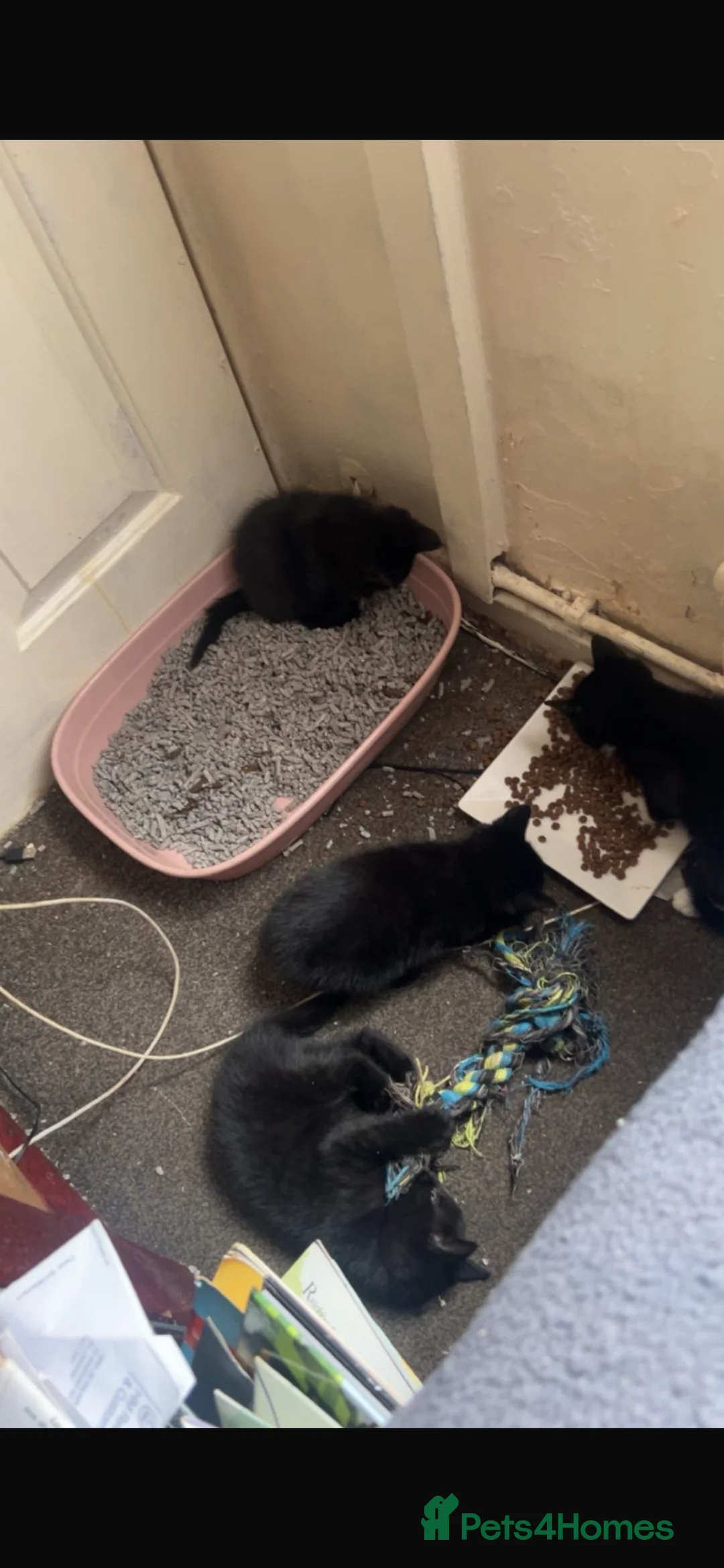 Mixed Breed cats for sale: Kittens for sale  - Advert 1