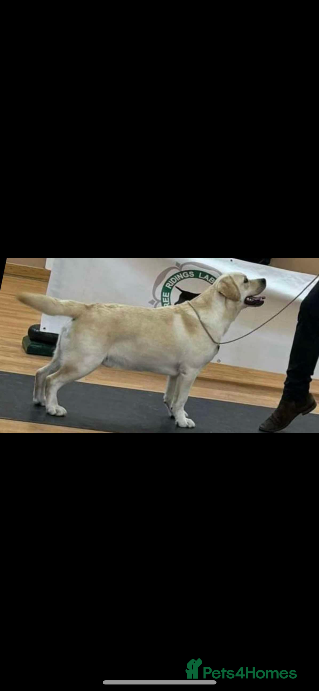 Labrador Retriever dogs for sale: Exceptional quality  - Image 17
