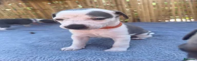 Puppy 7