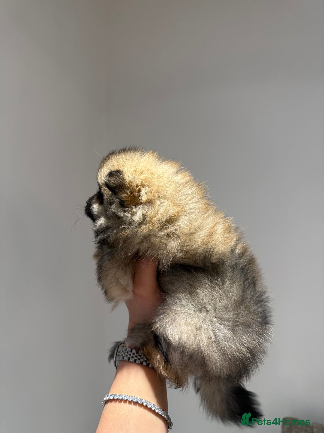 Pomeranian dogs for sale: Teddy Bear Pomerians  - Advert 11