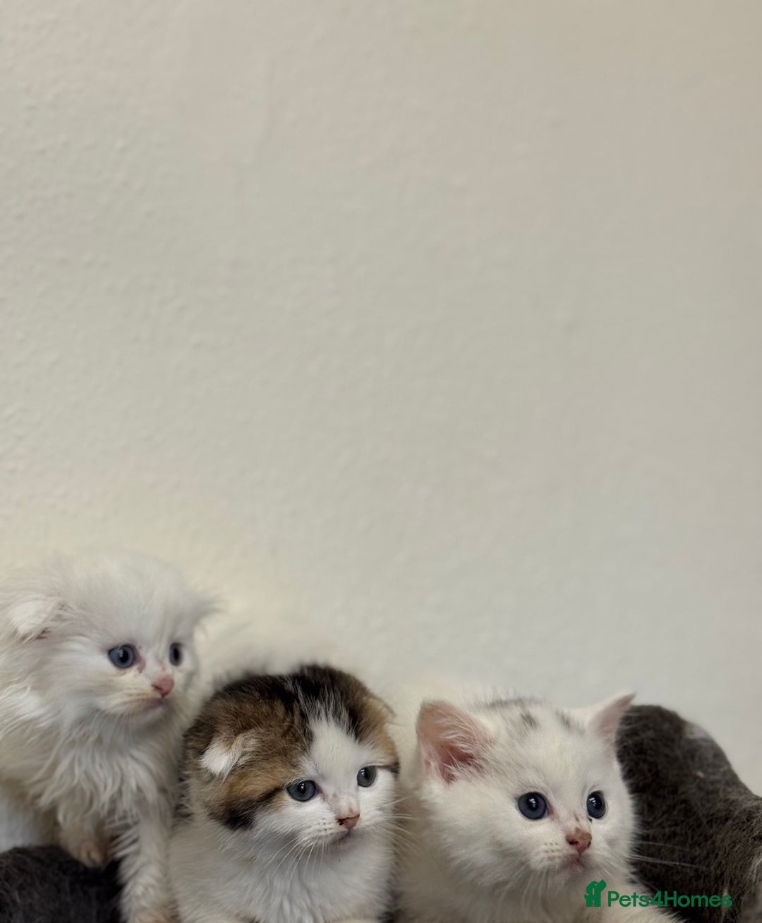 Scottish Fold cats for sale: Kittens - Advert 2