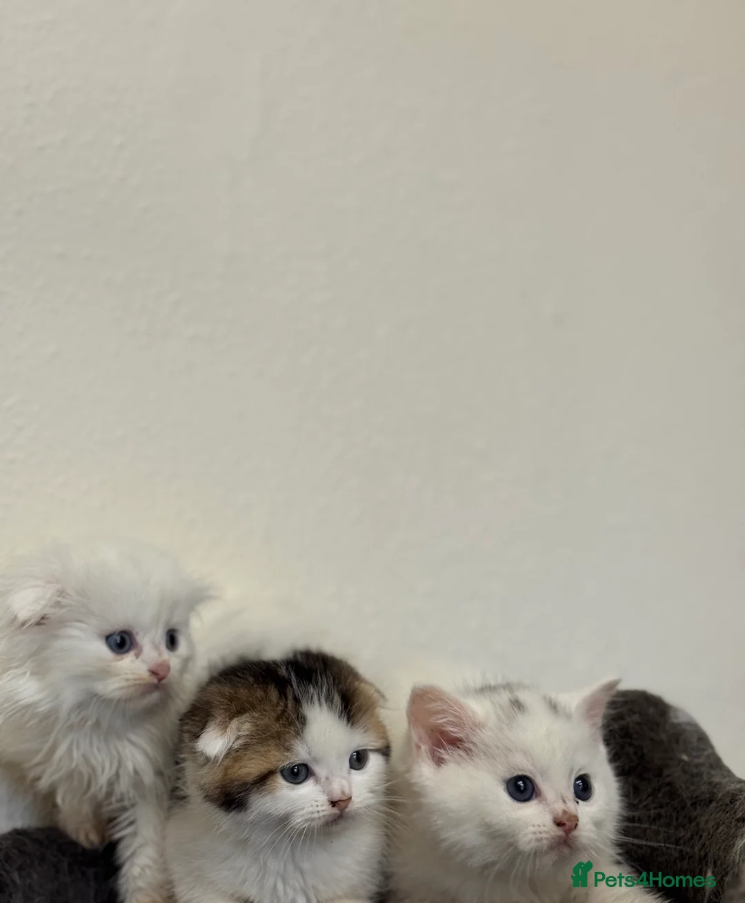 Scottish Fold cats for sale: Kittens - Advert 2