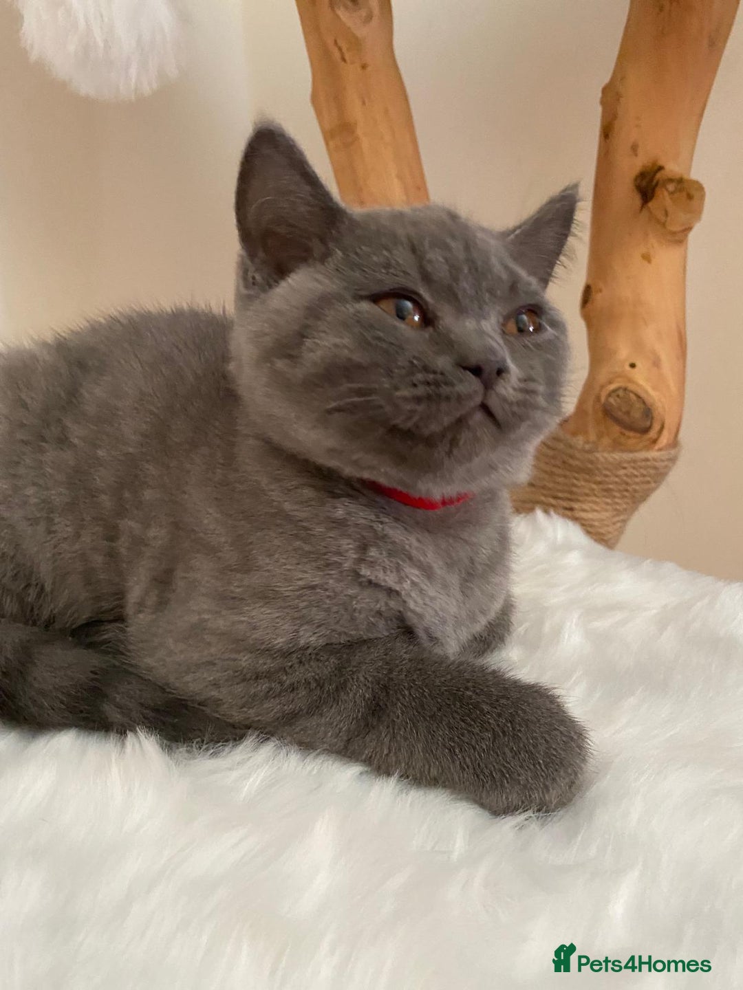 British Shorthair cats for sale: British Shorthair kittens, GCCF Certificate  in Dundee - Image 4