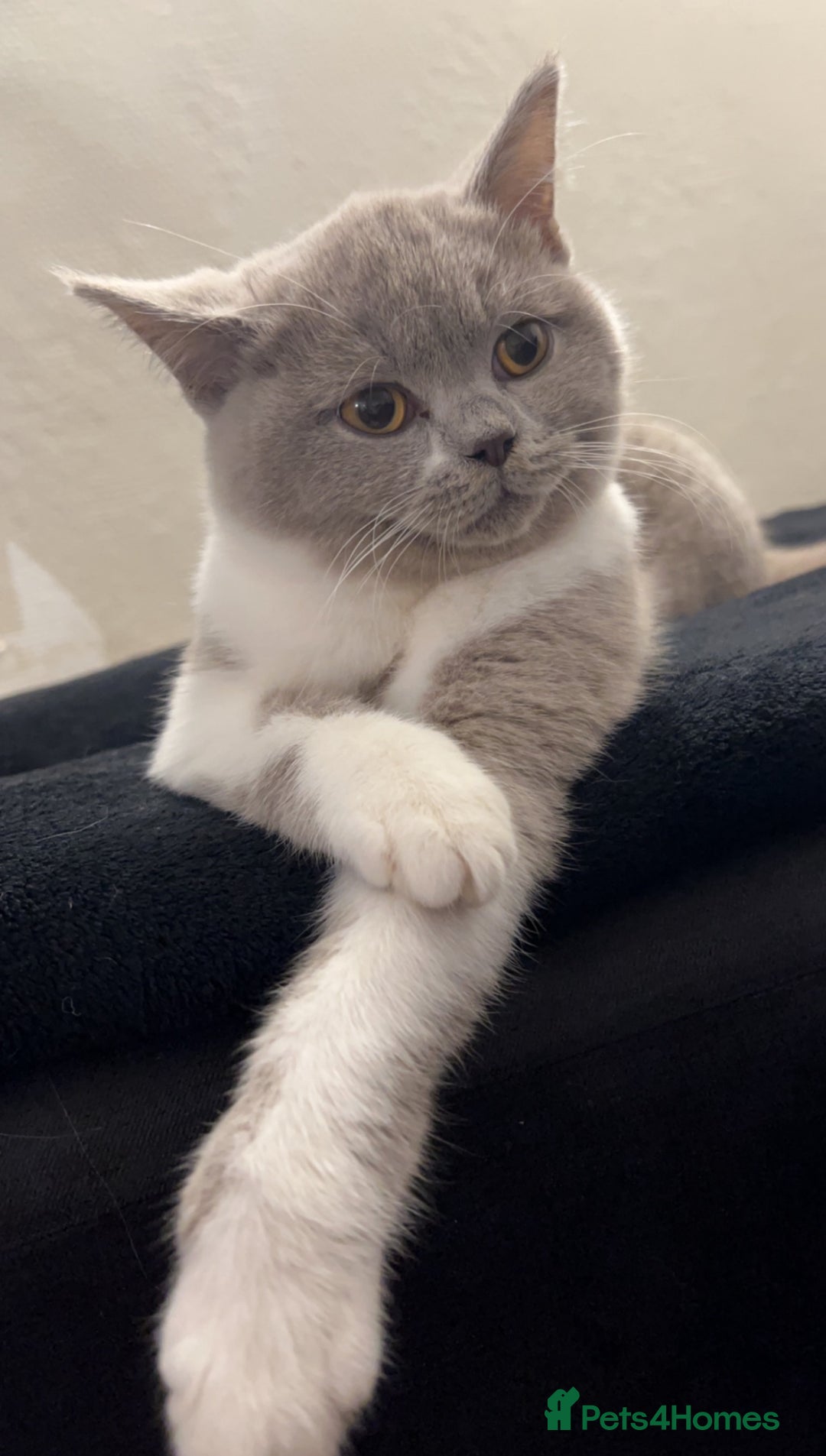 British Shorthair cats for sale: British shorthair mix kittens  - Image 2