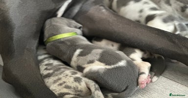 Great Dane dogs - Advert 3