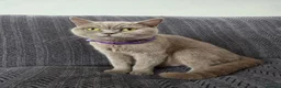 Mixed Breed cats for sale: BSH mixed kittens - Advert 10