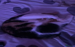 Mixed Breed cats for sale: 2 year old calico female  - Image 4