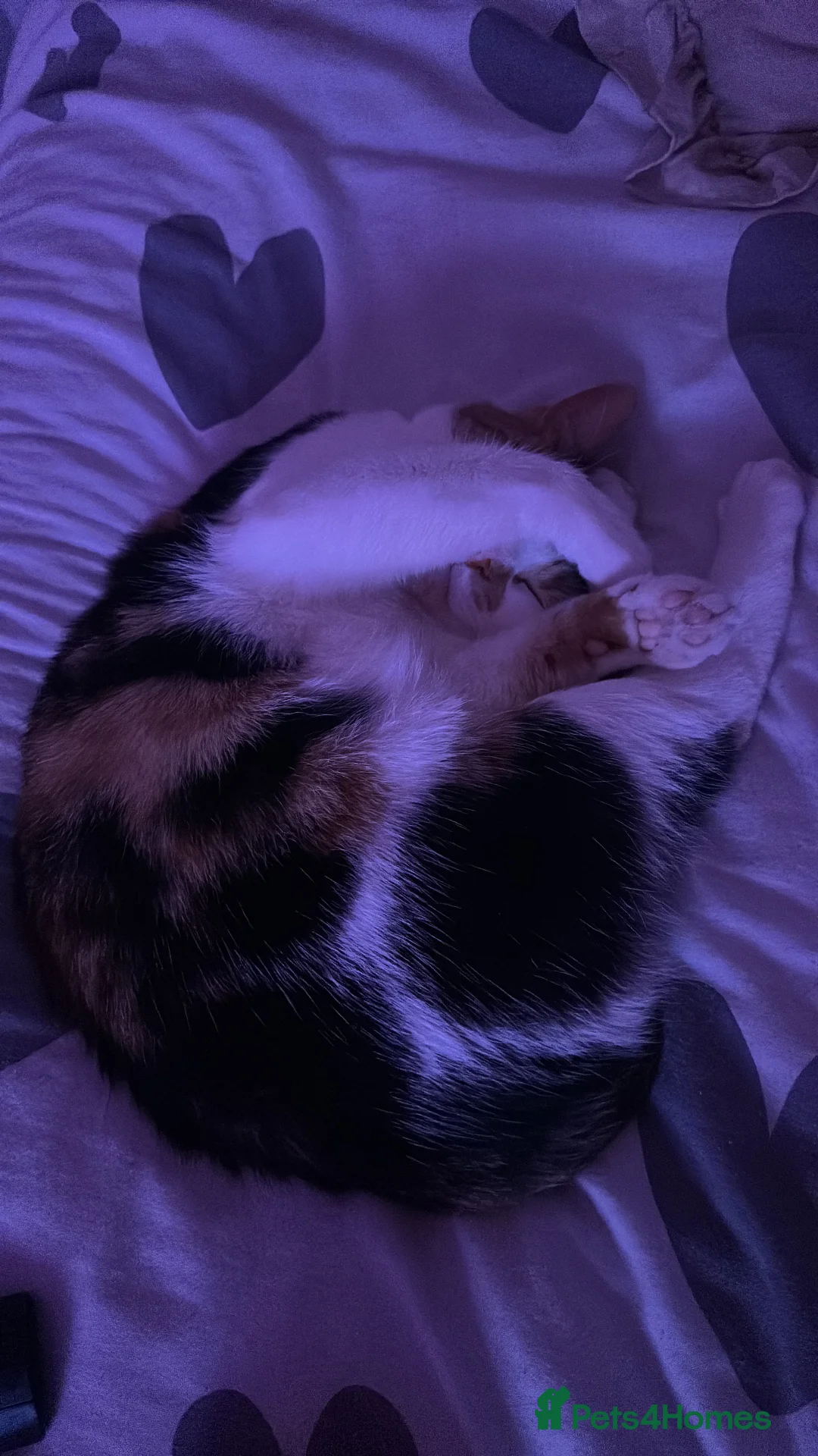 Mixed Breed cats for sale: 2 year old calico female  - Advert 4