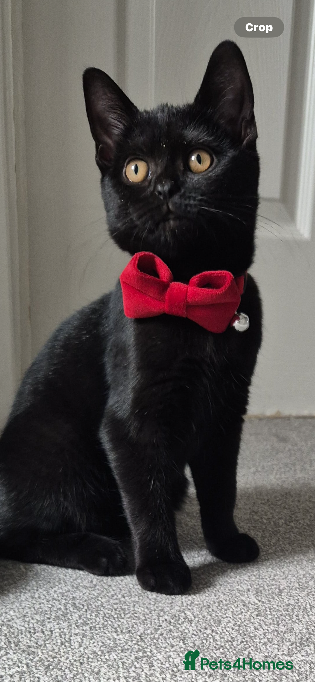 British Shorthair cats for sale: Gorgeous British Shorthair Kitten - Advert 5