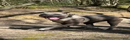 Staffordshire Bull Terrier dogs for sale: Staffordshire Bull Terrier Pups - Advert 8