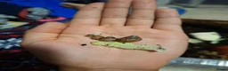 Snails invertebrates for sale: Baby Giant African Land Snails in Okehampton - Advert 4