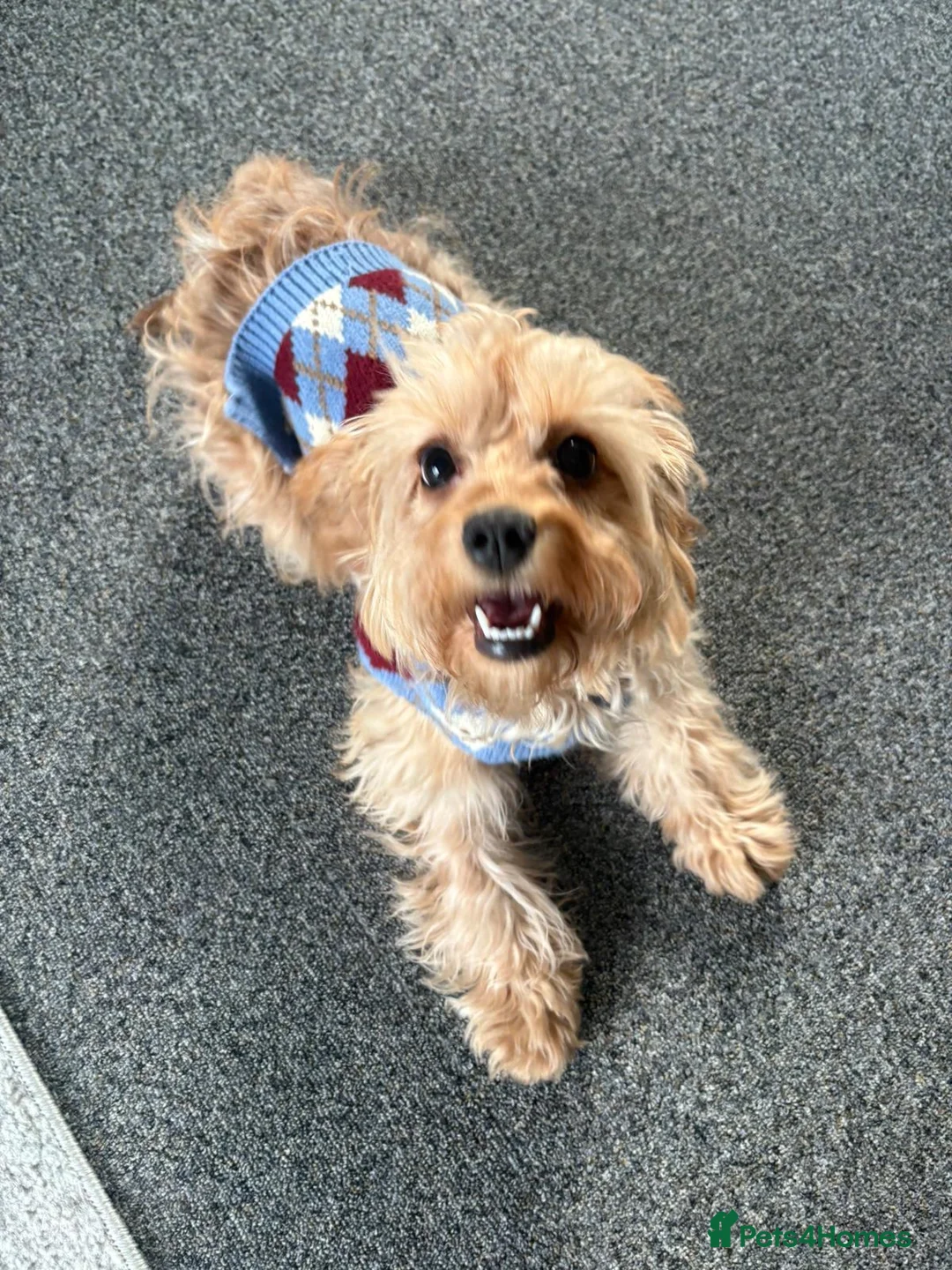 Cavapoo dogs for sale: Lovely girl Cavapoo looking for a loving home - Advert 3