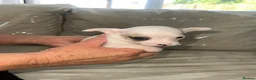 Chihuahua dogs for sale: Boy puppies for sale  - Advert 5