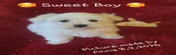 Maltese dogs for sale: Maltese ♡ Pedigree ♡  - Advert 14