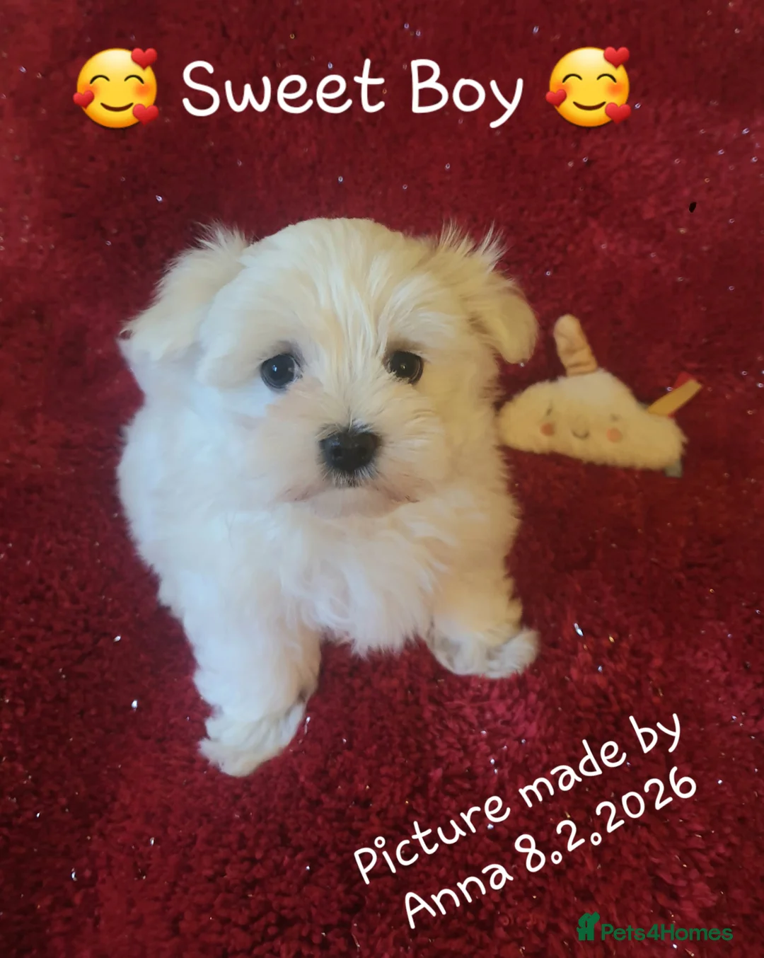 Maltese dogs for sale: Maltese ♡ Pedigree ♡  - Advert 14