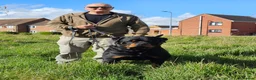 Rottweiler dogs for sale: Strong working line Rottweiler pups for sale in Dartford - Advert 7