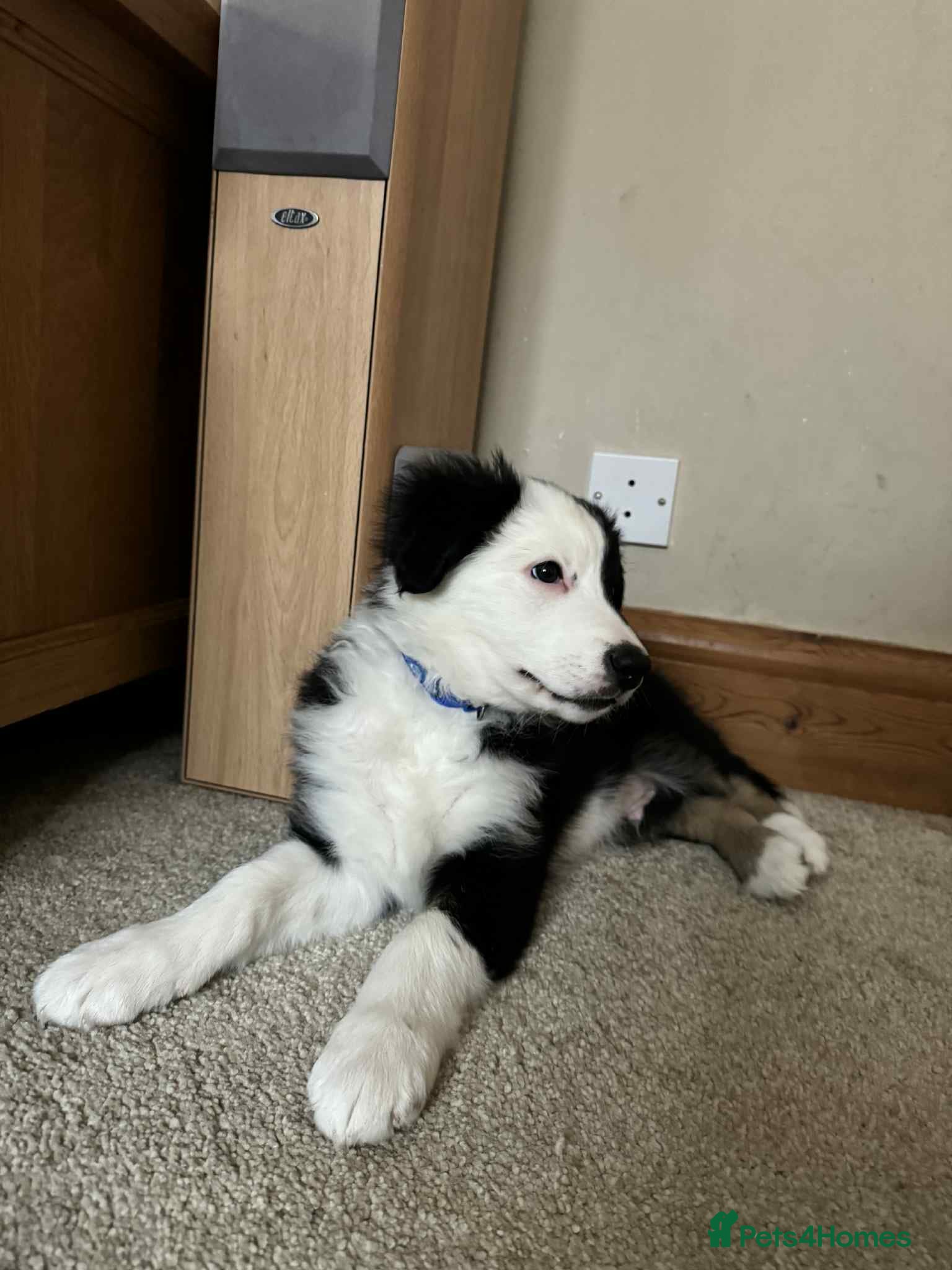 Border Collie dogs Only 1 boy left of gorgeous border collie litter - Advert 14