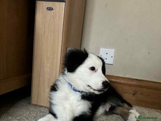 Border Collie dogs Only 1 boy left of gorgeous border collie litter - Advert 14