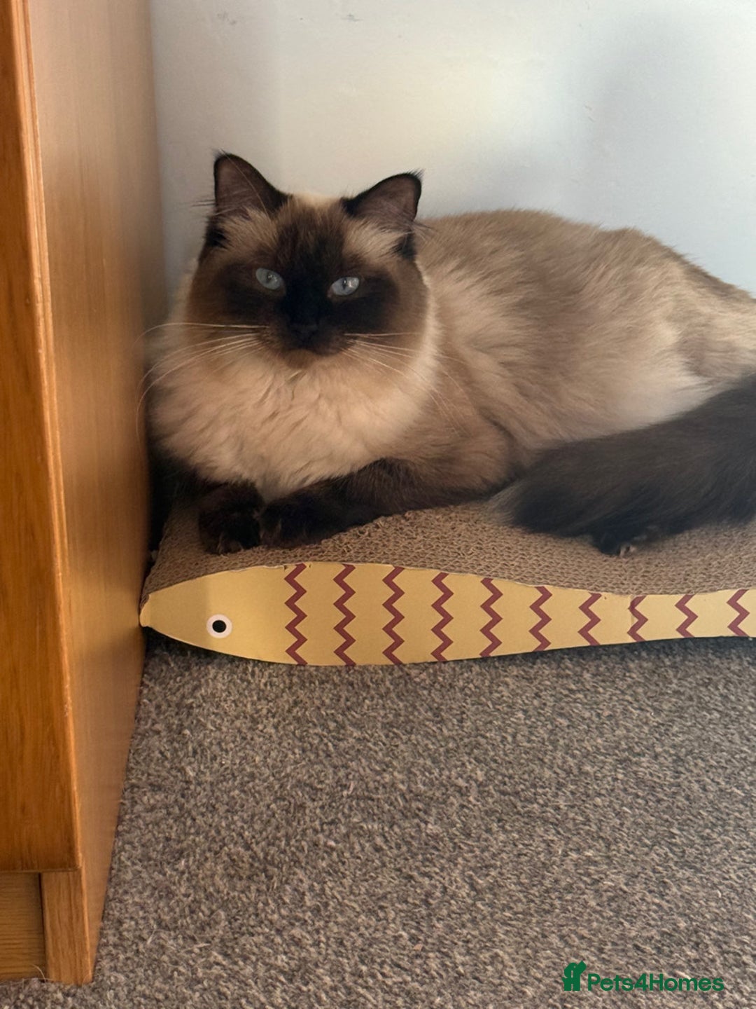 Ragdoll cats for sale: Ragdoll kittens available for sale - Advert 13