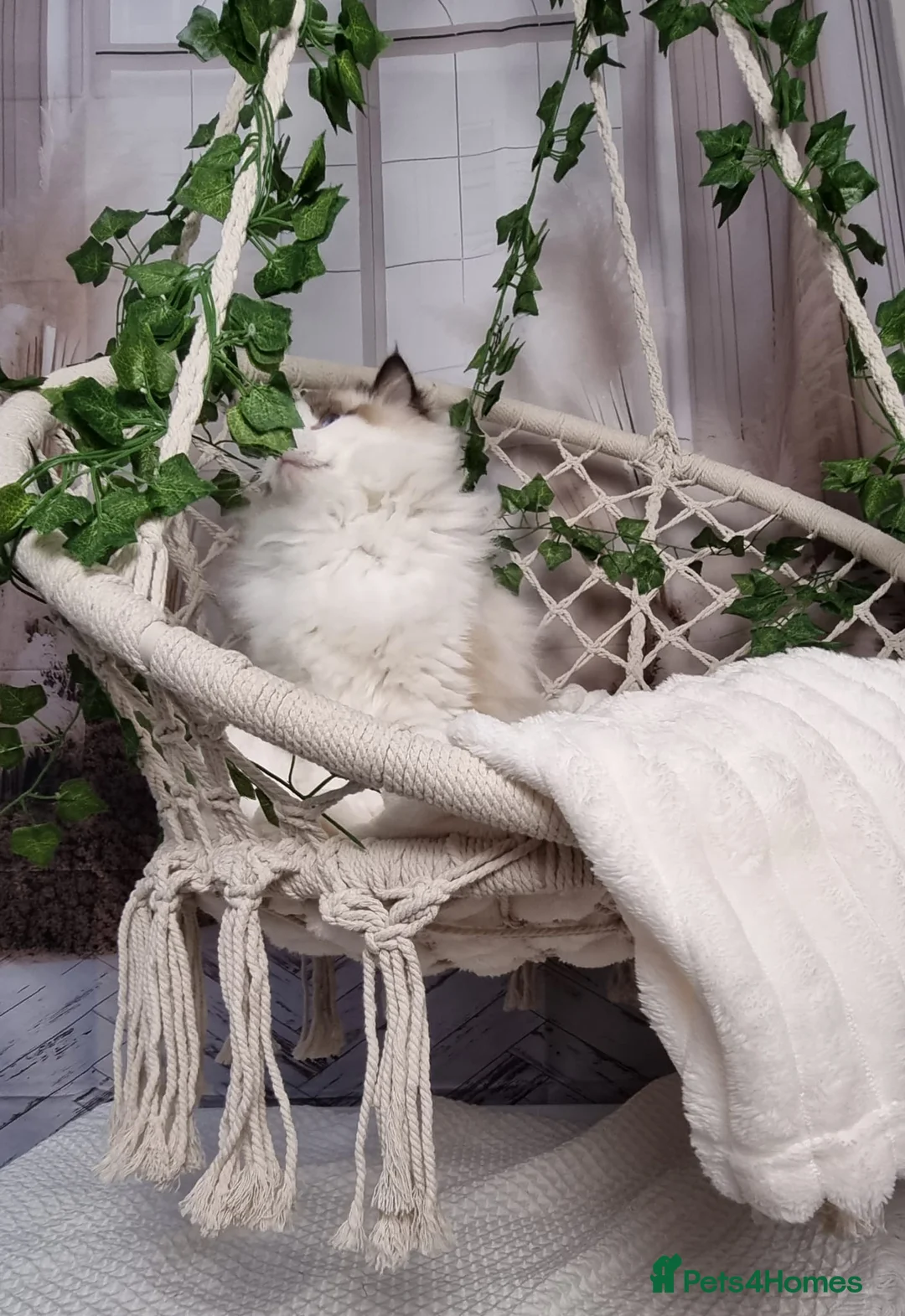 Ragdoll cats for sale: Exceptional Tica Registered Ragdoll Kittens - Advert 24
