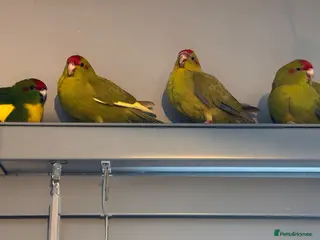Parakeets birds Kakariki parakeet - Advert 2