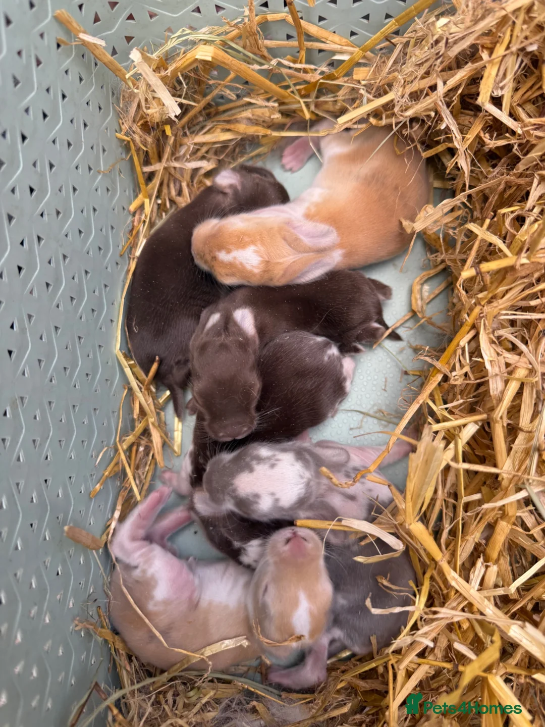 French Lop rabbits for sale: Beautiful Pure French Lop Babies ♥️ - Advert 2