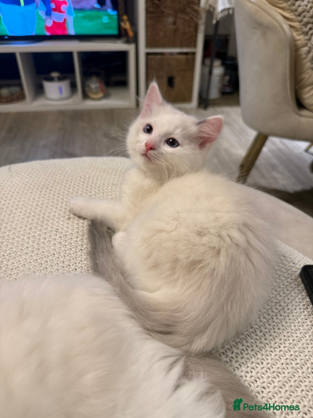 Ragdoll cats for sale: Beautiful affectionate pedigree ragdoll kittens 💙 - Advert 4