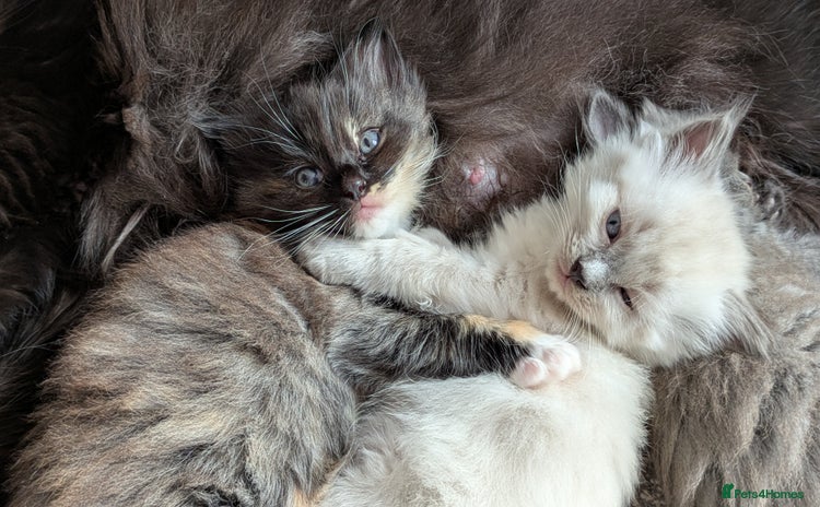 Ragdoll cats - Advert 6