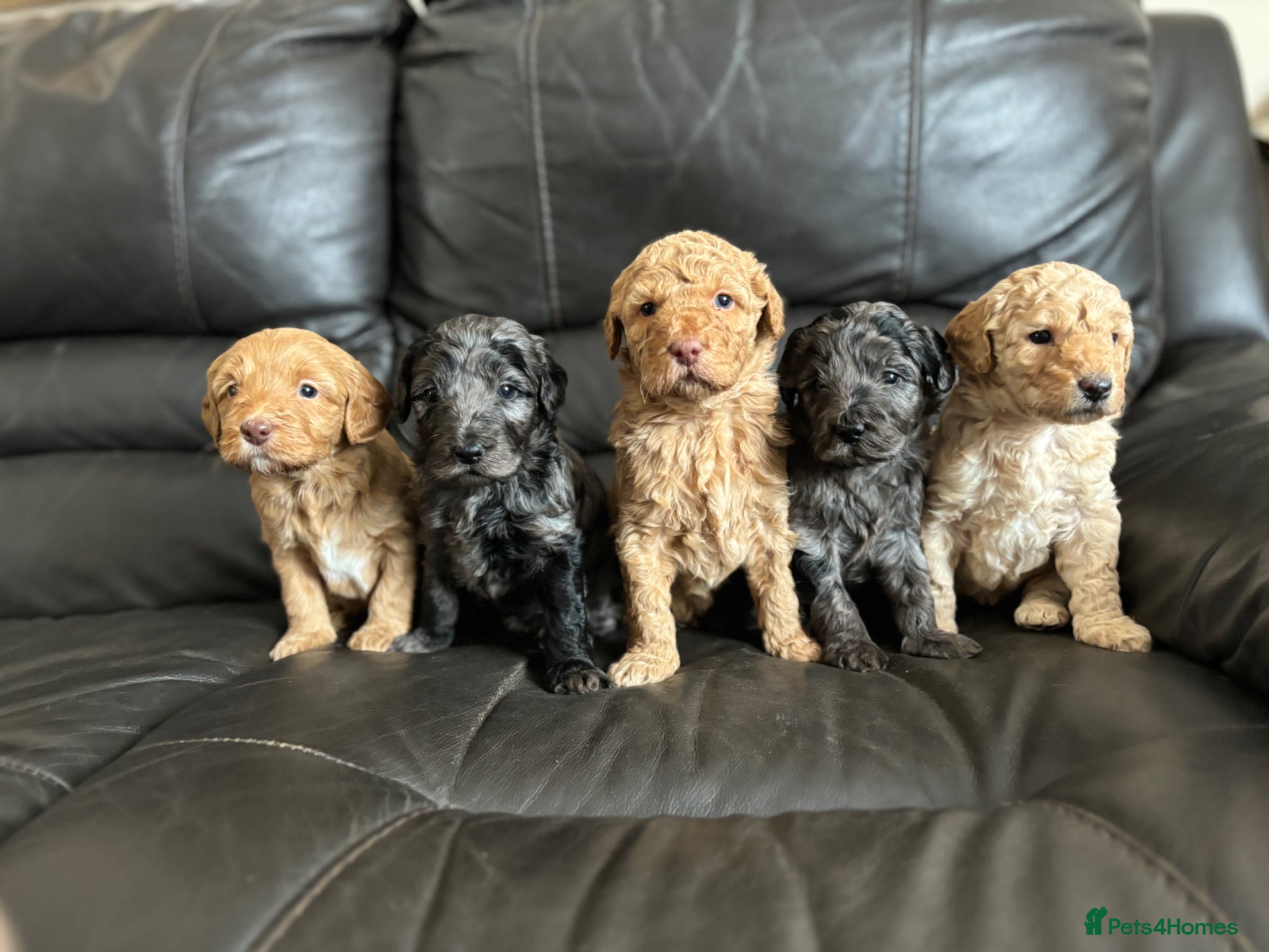 Australian Labradoodle dogs 💕Cutest Australian Labradoodle Puppies💕 - Advert 2