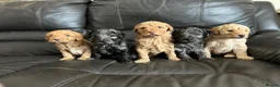 Australian Labradoodle dogs for sale: 💕Cutest Australian Labradoodle Puppies💕 - Advert 1