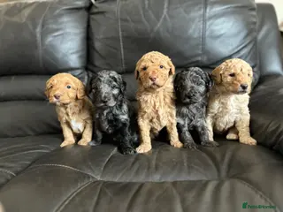 Australian Labradoodle dogs 💕Cutest Australian Labradoodle Puppies💕 - Advert 2