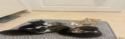 Mixed Breed cats for sale: Gorgeous kittens for sale  - Advert 9