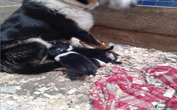 Border Collie dogs for sale: Border collie pups  - Image 5