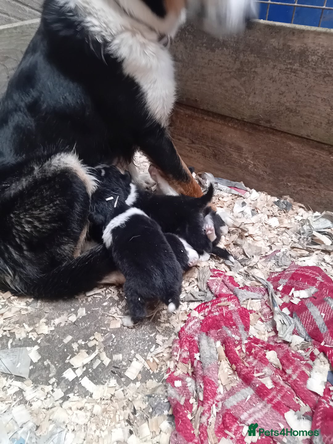 Border Collie dogs for sale: Border collie pups  - Image 5