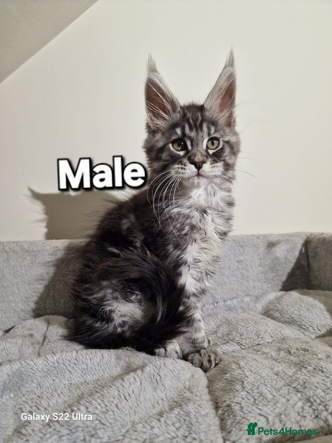 Maine Coon cats for sale: 💥Pure Maine coon😻 - Advert 10