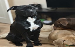 Cane Corso dogs for sale: Cane Corso Puppies for Sale - Image 15