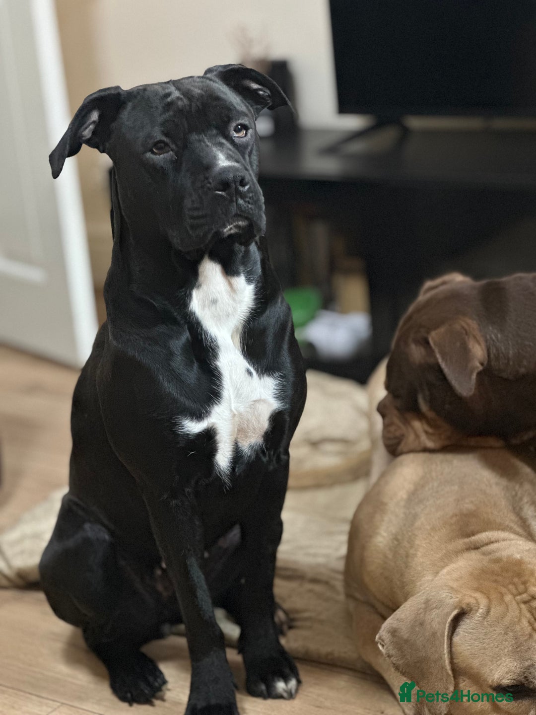 Cane Corso dogs for sale: Cane Corso Puppies for Sale - Image 15