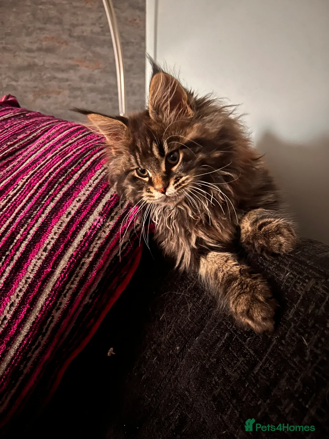 Maine Coon cats for sale: Beautiful Maine Coon kittens. - Advert 6