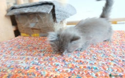 Mixed Breed cats for sale: 3 [remaining] girl kittens looking for new homes - Image 18