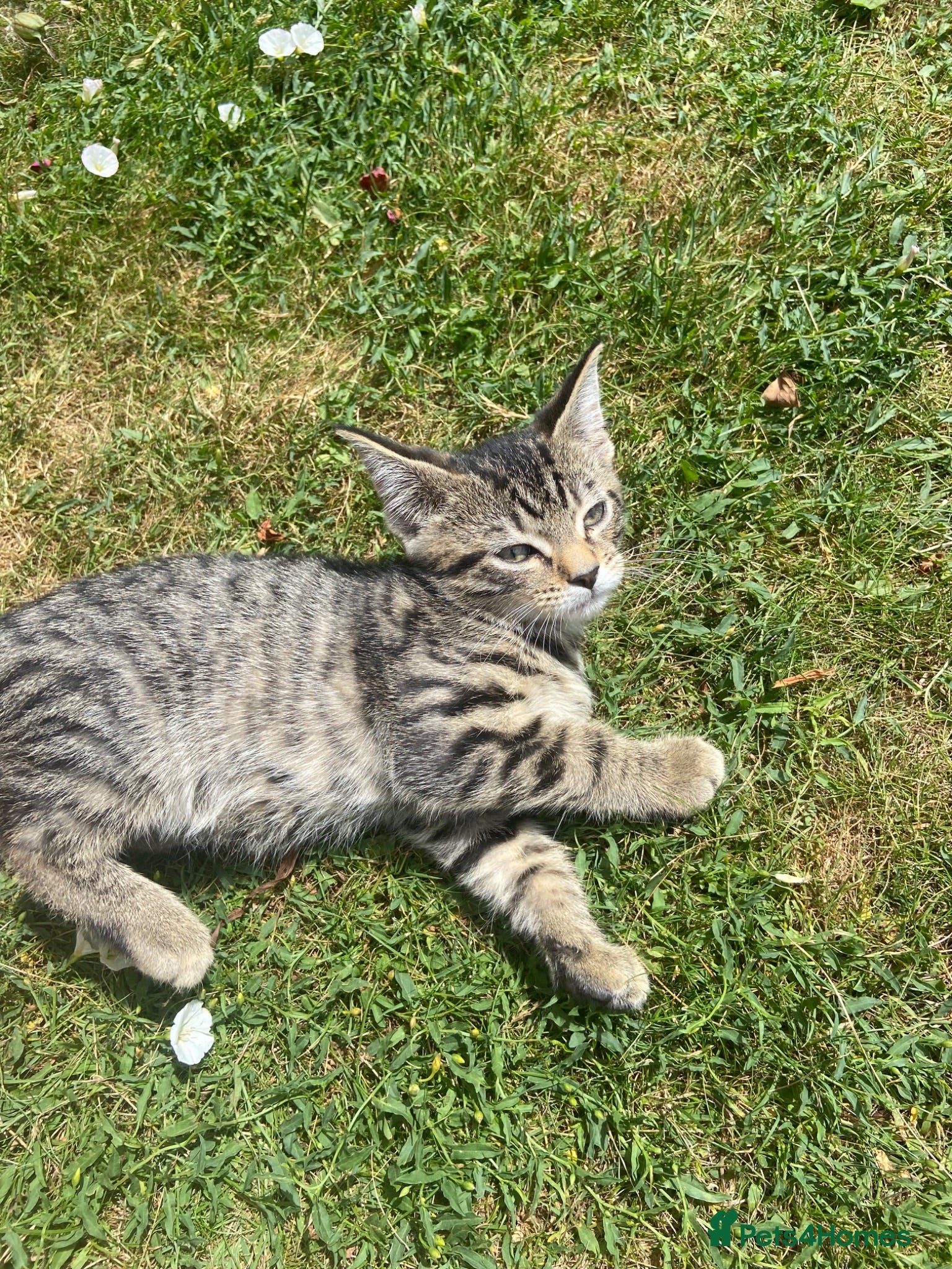 Domestic Shorthair cats 4 kittens looking for new homes - Advert 3