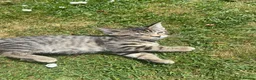 Domestic Shorthair cats for adoption: 4 kittens looking for new homes in Basingstoke - Advert 1