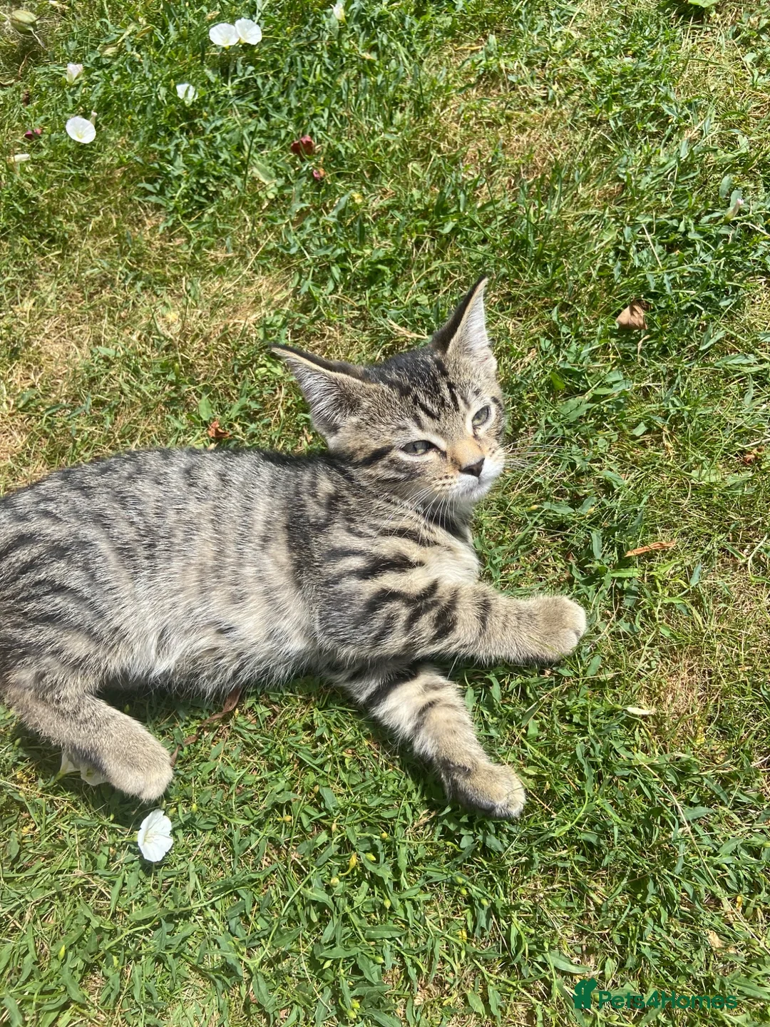 Domestic Shorthair cats for adoption: 4 kittens looking for new homes in Basingstoke - Advert 1