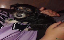 Mixed Breed dogs for sale: Stunning litter of 8 - Image 25